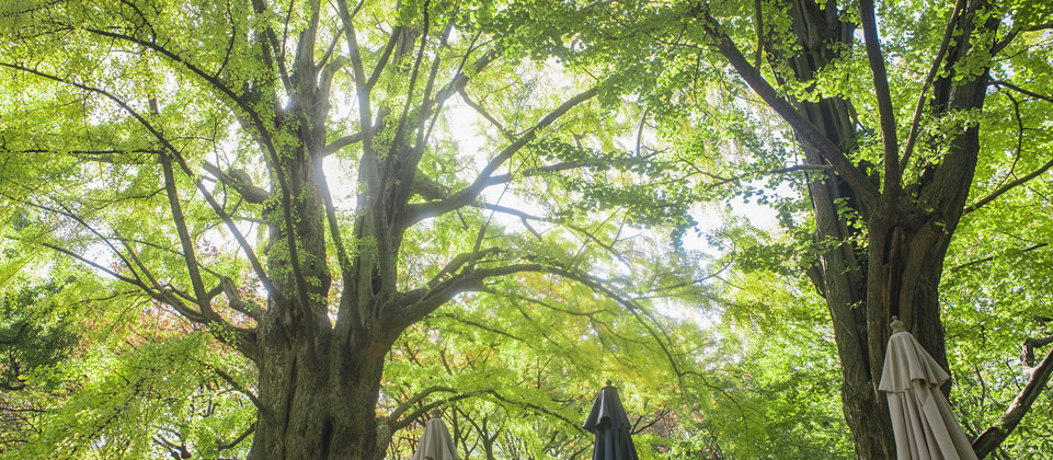 Matsumotoro green gingko