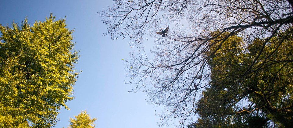 branches image