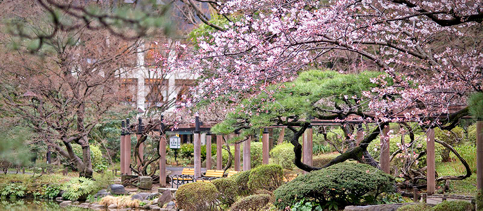 Matsumotoro sakura